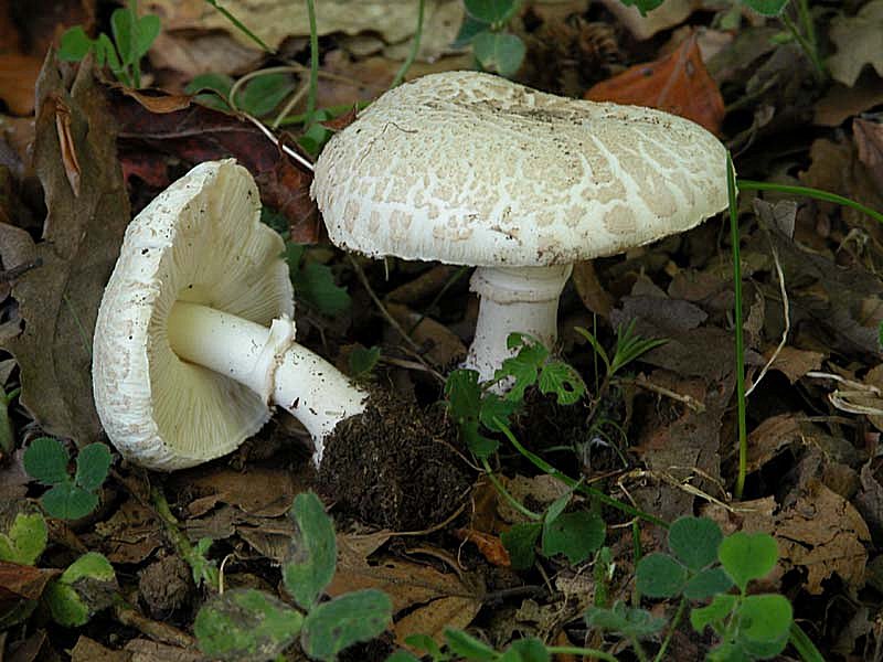 Lepiotaceae